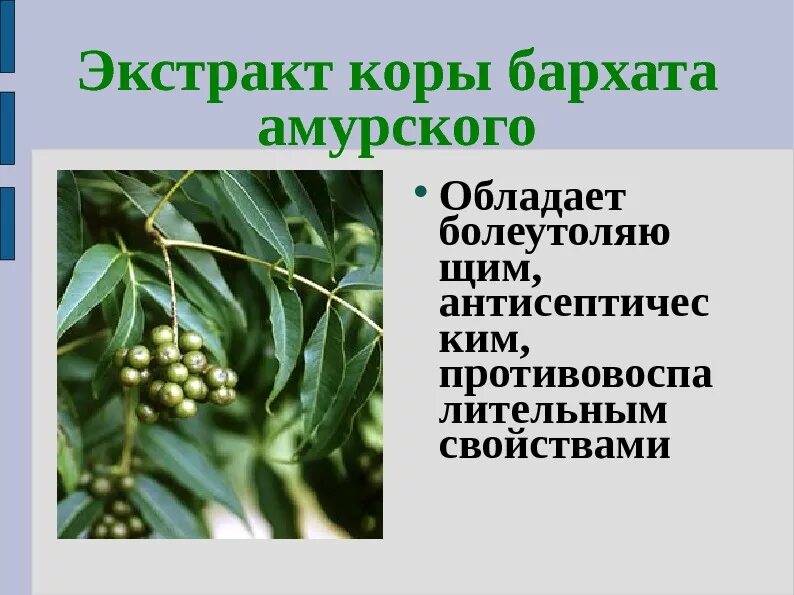 Амурский бархат ягода и их применение. Амурский бархат ягода и их применение