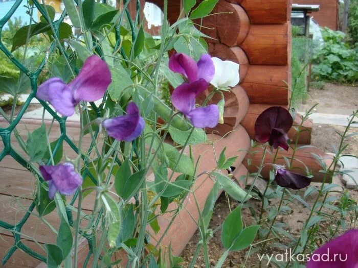 How to Grow Sweet Peas - Floret Flowers Growing sweet peas, Beautiful flowers ga