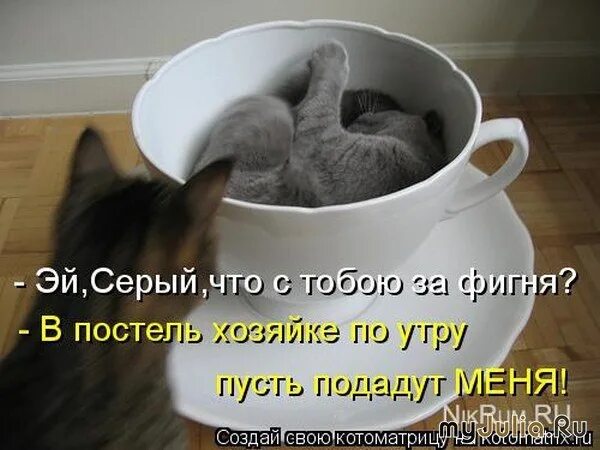 Смешные коты с надписями доброе утро. Котик принес кофе. доброе утро кошечка. с добрым утром котики с надписями. кофе для котов прикол.