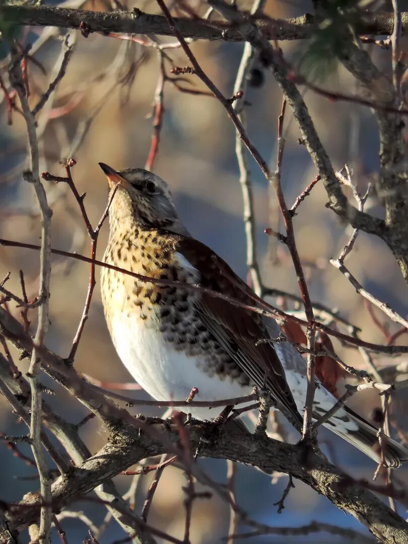 Крупные лесные птицы средней полосы. Рябинник (turdus pilaris. Кукша рябинник. Дрозд рябинник голос. Дятел рябинник.