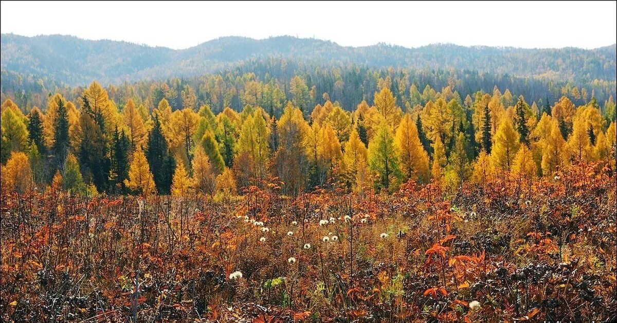 Лес в забайкальском крае. Тайга Забайкалье. Забайкалье лес Лиственичный. Лиственничные леса Забайкальского края. Кедрач Забайкальского края.