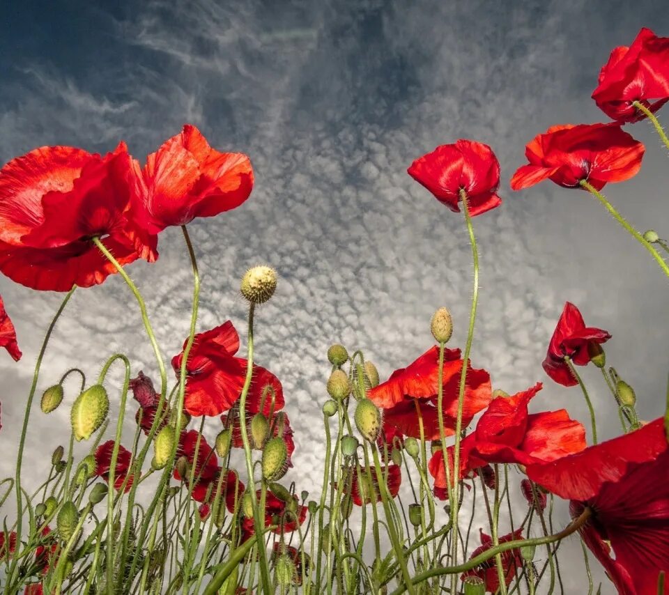 Маки маки андроид. Красные маки фон. Маки цветы. Маки фон вертикальный. Маки маки андроид.
