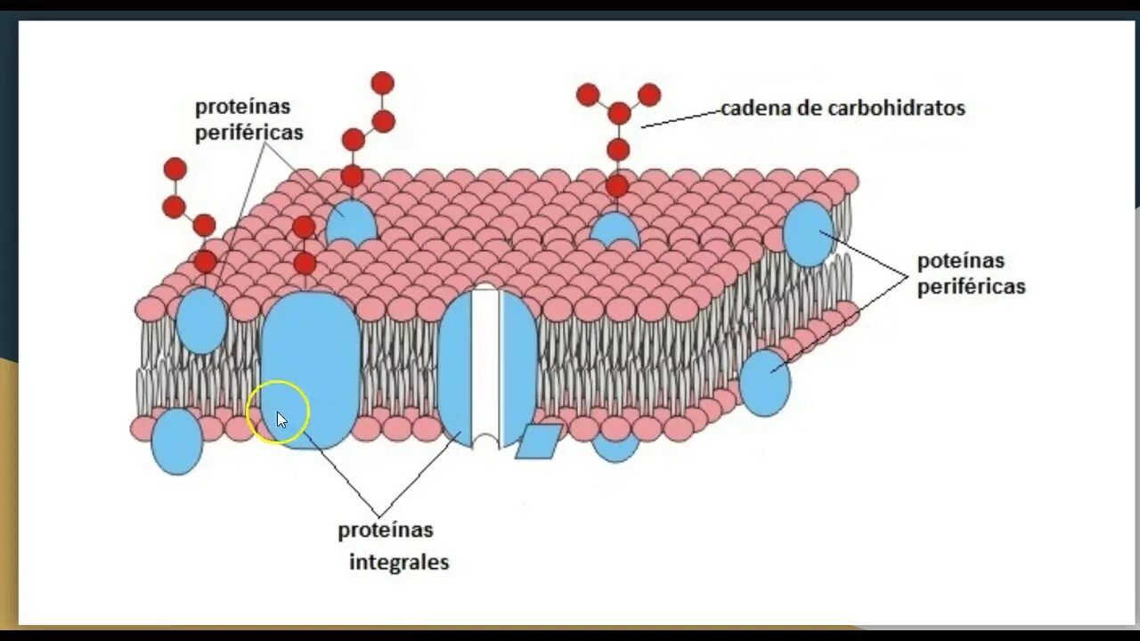 Липидный бислой мембраны. Cell membrane structure. Кожа бислои.