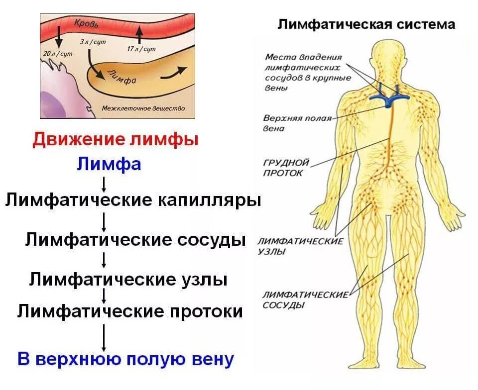 Частью каких систем является человек. Лимфатическая система анатомия схема движения лимфы. Схема строения лимфоидной системы человека. Лимфатическая система человека анатомия движение лимфы фото. Схема направления движения лимфы лимфатической системы человека.