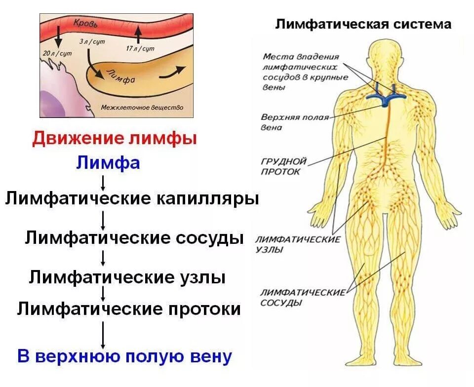 Какую систему представляет человек. Лимфатическая система человека схема движения. движение лимфы в организме схема. лимфатическая система человека анатомия движение лимфы. строение лимфатической системы человека схема.