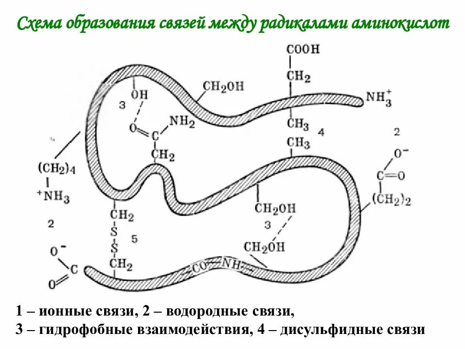 Связи между радикалами аминокислот. Гидрофобные взаимодействия между аминокислотами. глобула схема. дисульфидные связи в глобуле.