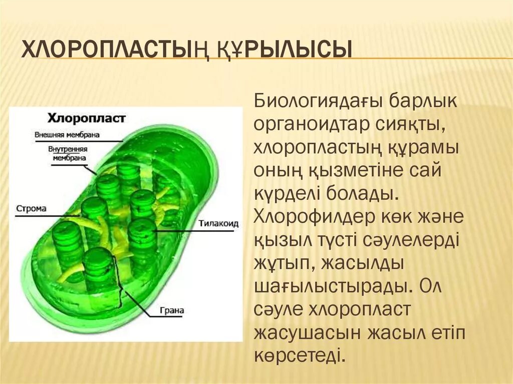 Орган клетки в котором происходит фотосинтез. Строение хлоропласта Строма. Фотосинтез тилакоиды. Четырехмембранные хлоропласты. Строма тилакоид.