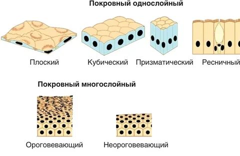 Выберите виды эпителия