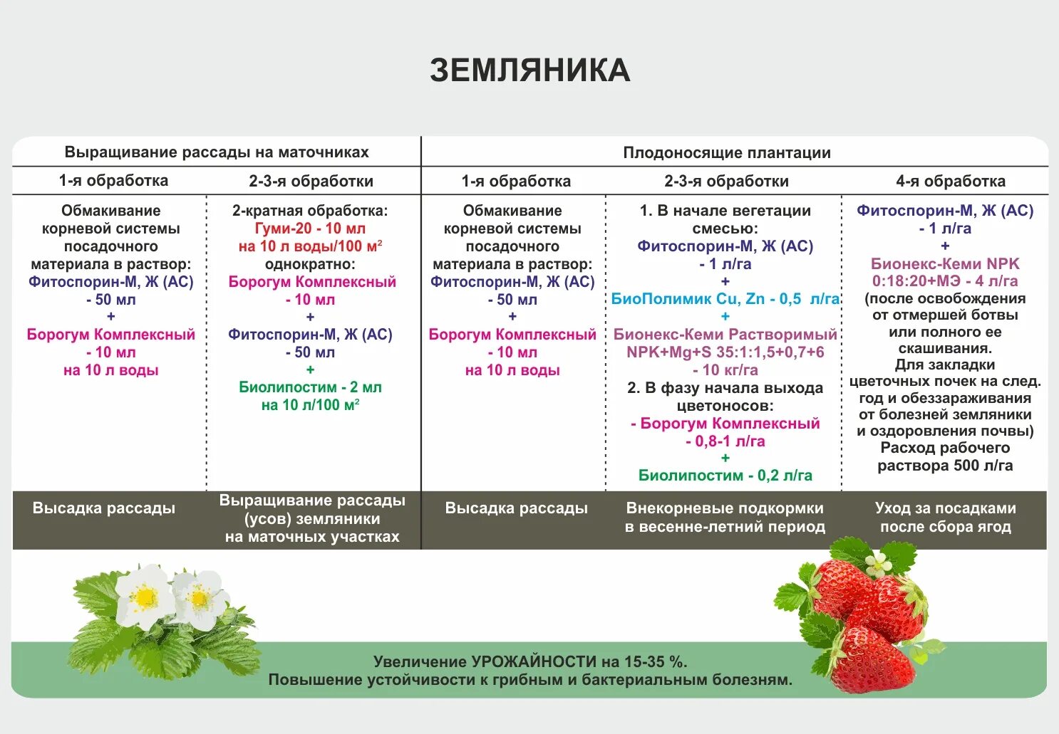 При какой температуре можно малину. Схема удобрение земляники. Схема кормления ремонтантной малины. Схемы подкормка ремонтантной малины. Схема удобрения ремонтантной клубники.