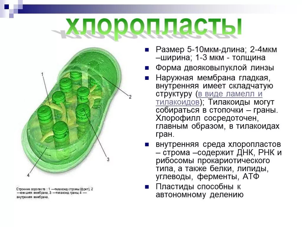 Хлоропласты имеют форму. Ламелла в пластидах. Размеры хлоропластов. Внутреннее строение хлоропласта. Строение хлоропласта.