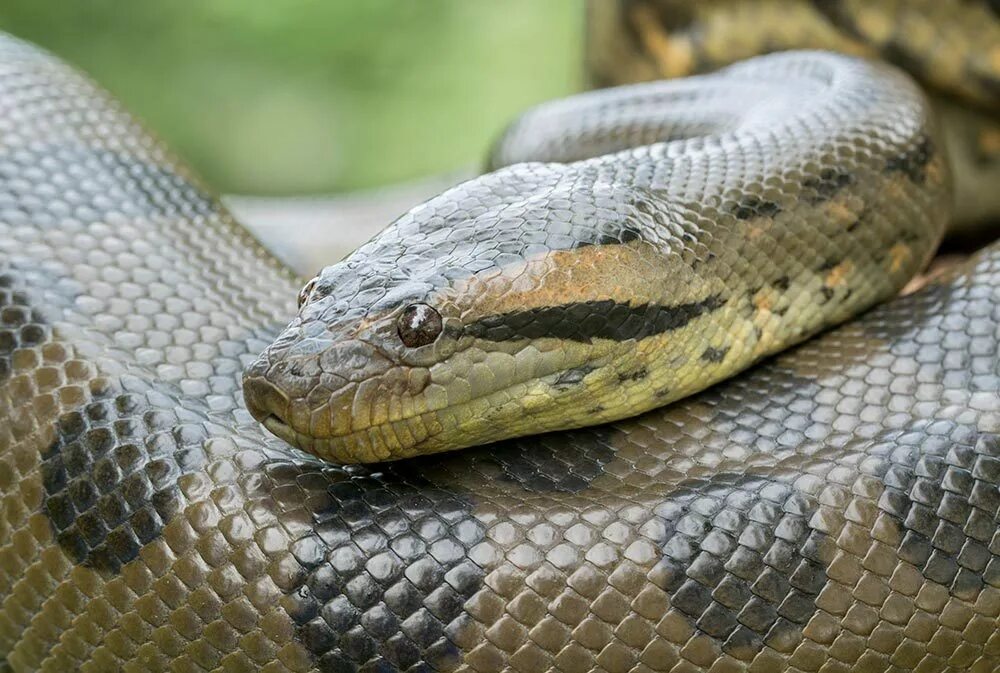 Анаконда змея. Анаконда eunectes murinus. Змея зеленая Анаконда. Гигантская зеленая Анаконда.