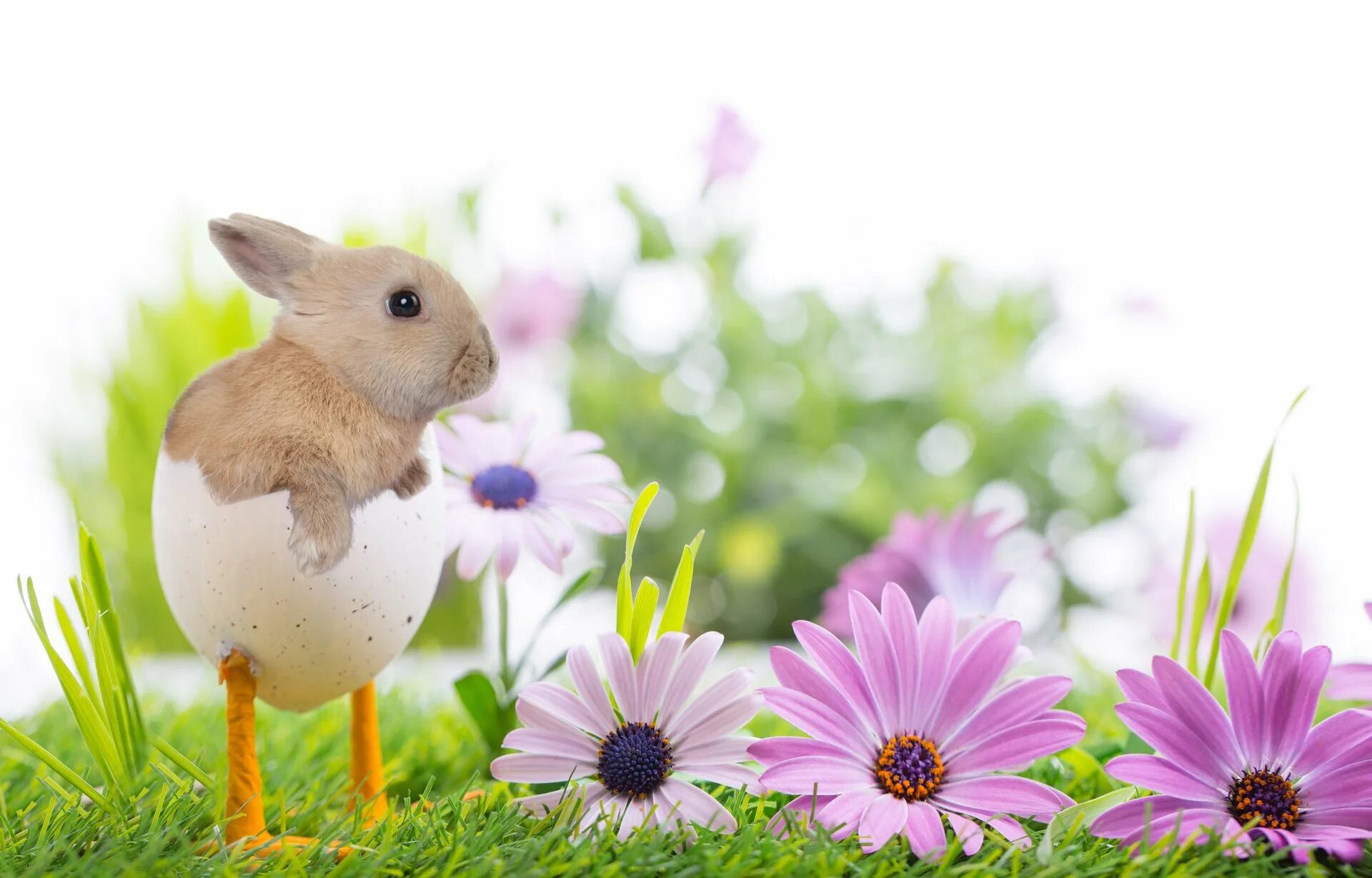 Flower rabbit