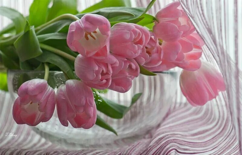 Весенней субботы картинки. Нежные тюльпаны. Розовые тюльпаны. Праздничного весеннего настроения. С днем рождения весенний букет.