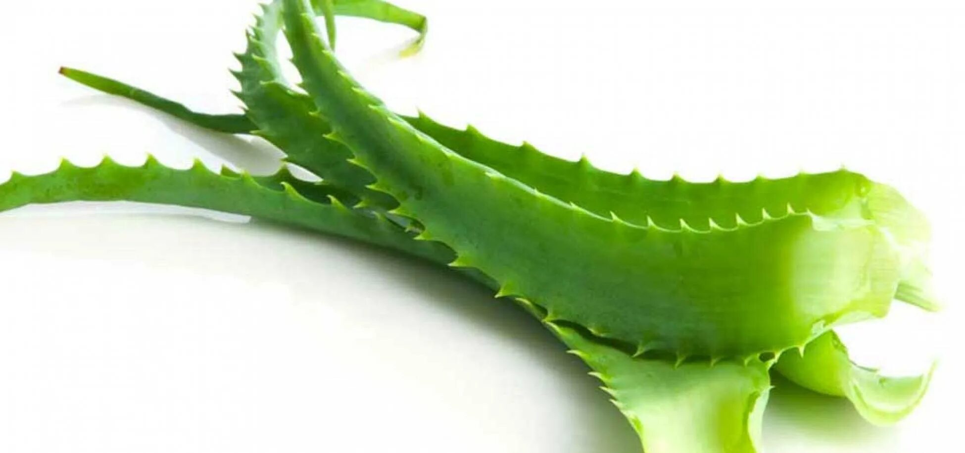 Алоэ древовидное столетник. Алоэ колпачковидное Aloe mitriformis. Алоэ хаги ваги