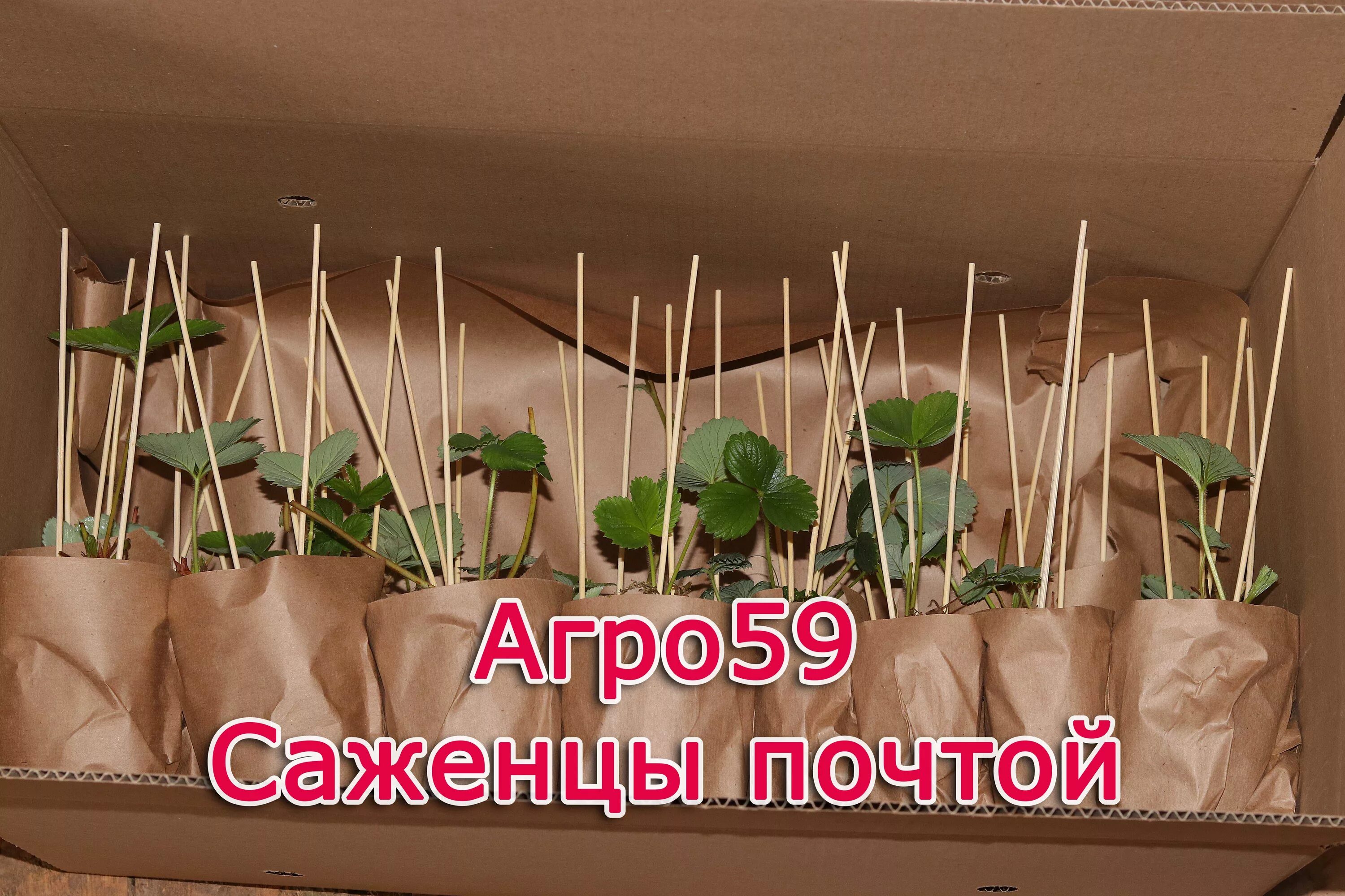 саженец красиво упакован. магнитогорск саженцы почтой. упаковка саженцев роз в пленку. саженцы цветы почтой россии наложенным платежом. саженцы почтой наложенным платежом без предоплаты.