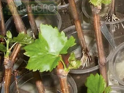 Как правильно проращивать черенки винограда весной