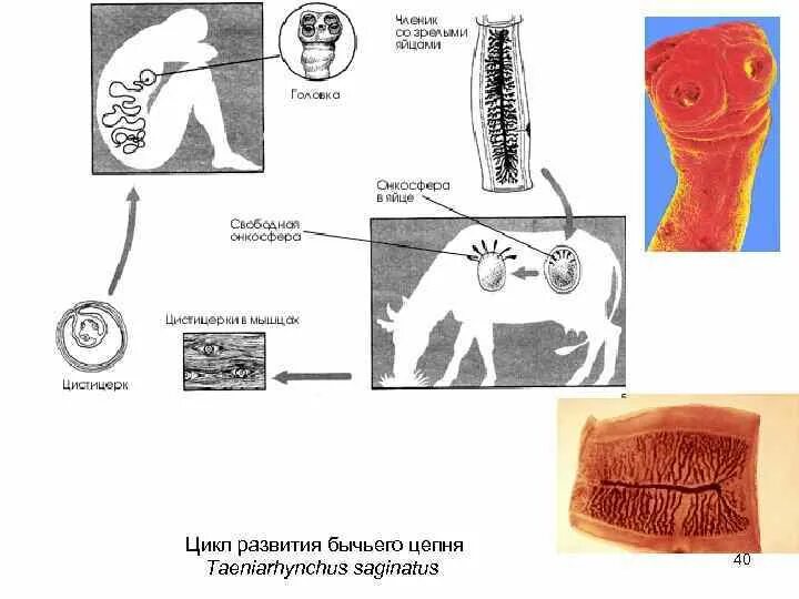 Жизненный цикл бычьего цепня начиная с яиц