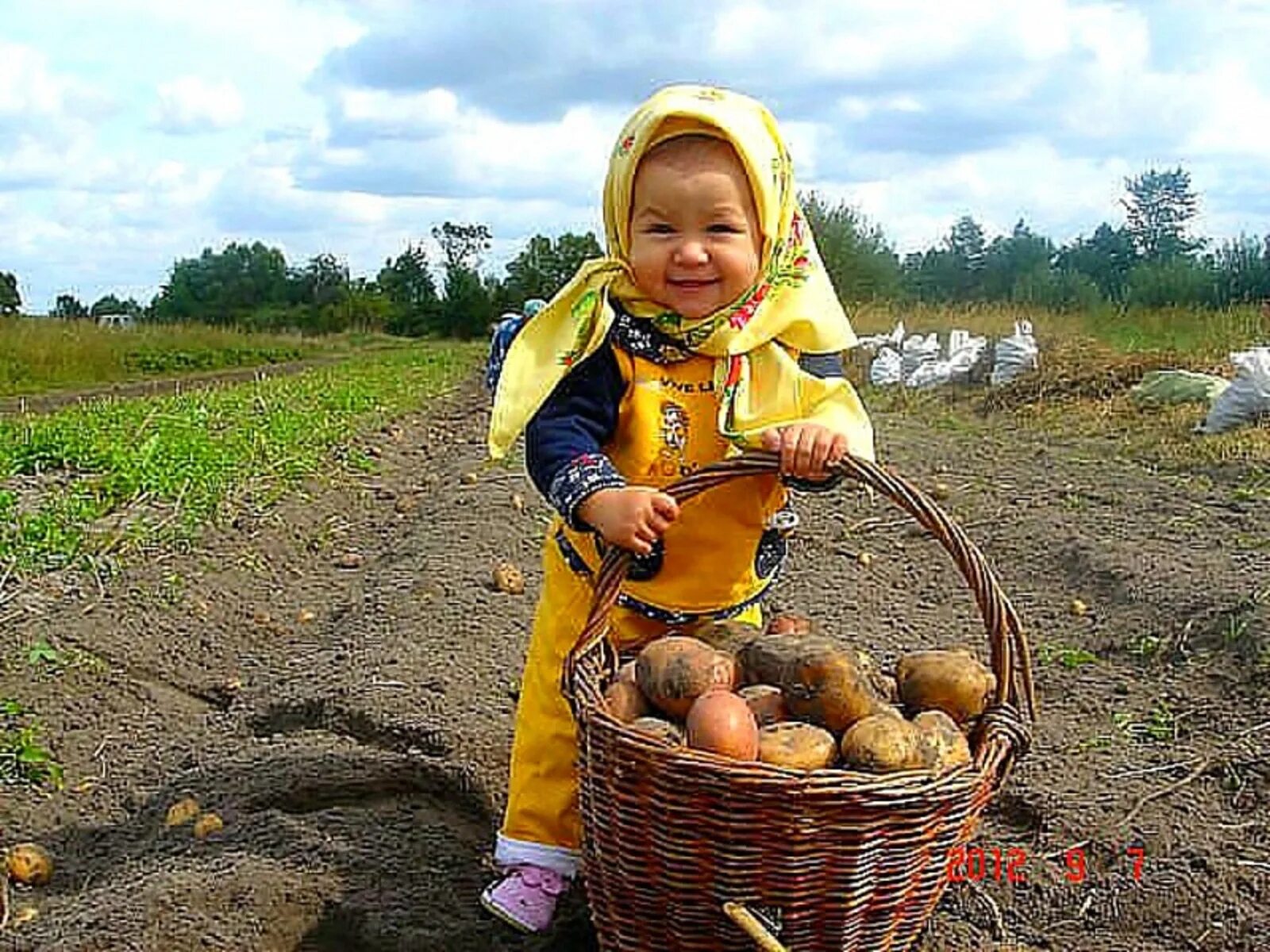 Картошка в огороде. Копать картошку смешно. Урожай для детей. Дети на уборке картошки. Приму картошку