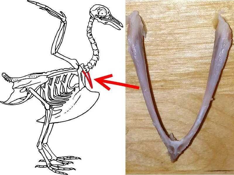 Что такое вилочка у птиц. Кости курицы анатомия. Скелет птицы цевка. Скелет птицы киль. Скелет птицы вилочка.
