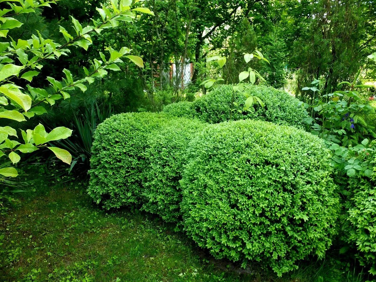 Вечнозеленый кустарник самшит. Buxus sempervirens самшит. Самшит вечнозелёный. Самшит Винтер джем. Фото вечнозеленых растений