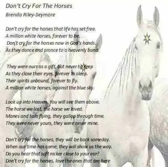 Horses песня текст. Высказывания о конях. Афоризмы про лошадей. Эпиграф о любви к лошадям. Цитаты про лошадей.