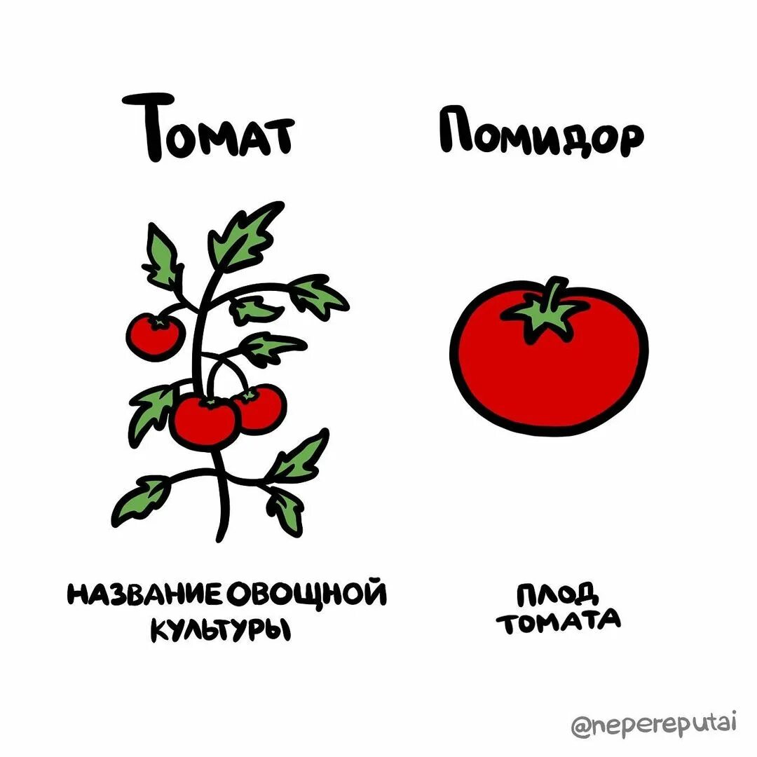 Томат и помидор разница. Название культуры помидор. Различие томатов от помидор. Отличие тоамтаа от помилора. Томат или помидор как правильно