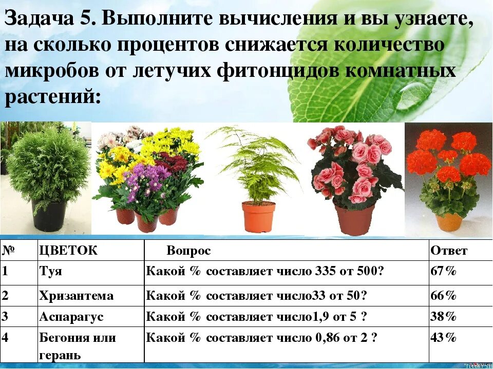 При какой температуре открывать хризантемы