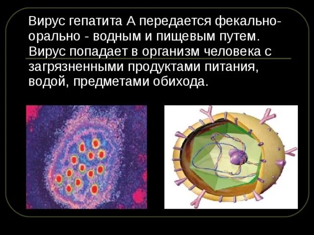 Вирус гепатита в. Вирус гепатита в передается. Вирусный гепатит а передается. Вирус гепатита в, передается путем. Вирусный гепатит м