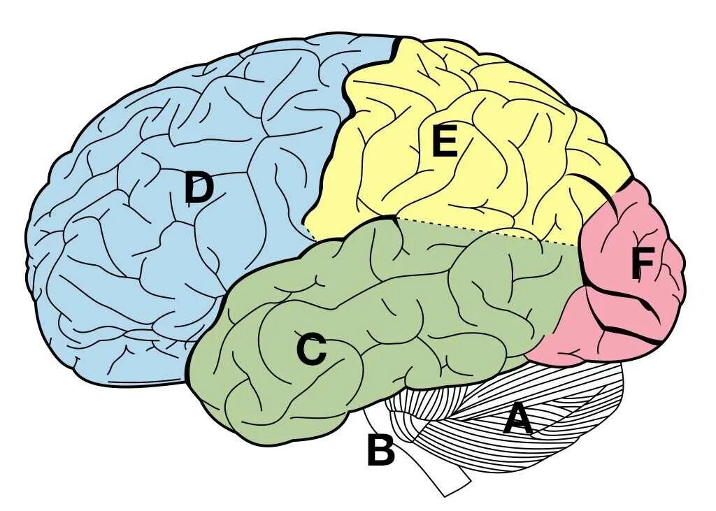 Мозги е. Неокортекс и кора головного мозга. Палеокортекс и неокортекс. Кора головного мозга палеокортекс. Рептильный мозг кора головного мозга.