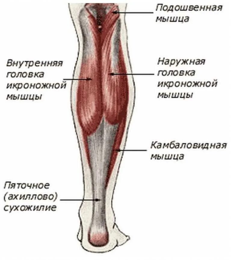 Почему болят мышцы икры. Икроножная мышца анатомия. Икроножная и камбаловидная. Наружная головка икроножной мышцы. Медиальная икроножная мышца.