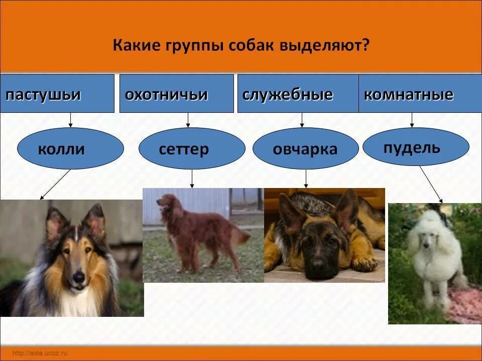 Классификация видов собак. Классификация служебных пород собак. классификация собак по группам. классификация собак по породам. классификация породных групп собак.