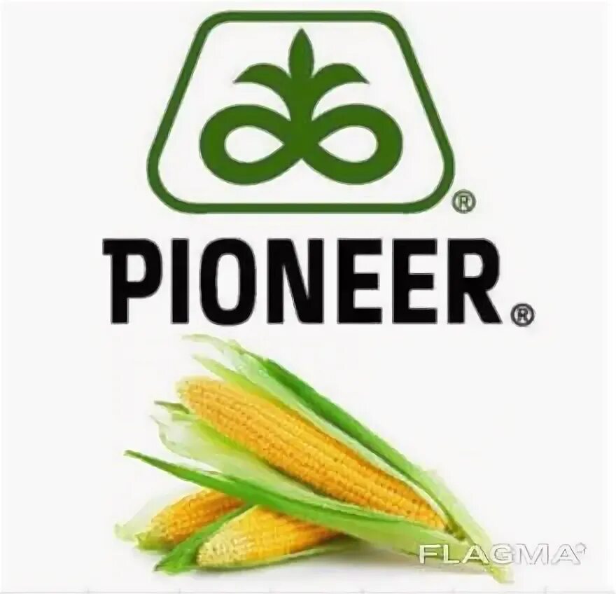 Погода п пионер. Pioneer семена кукурузы. Семена семечки пионер. Погода п пионер. Погода п пионер.