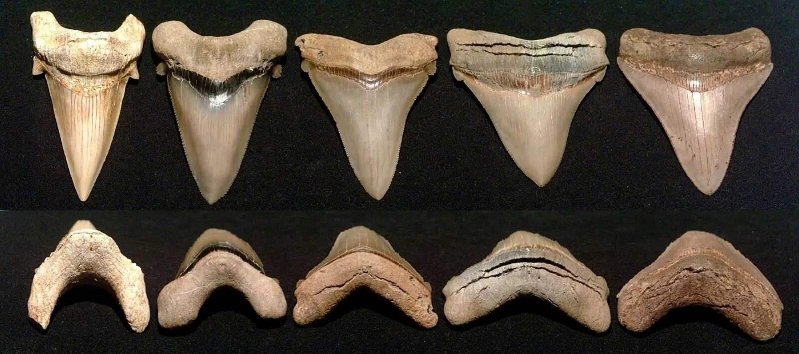6.17 inch South Carolina Megalodon tooth - Member Collections - The Fossil Forum