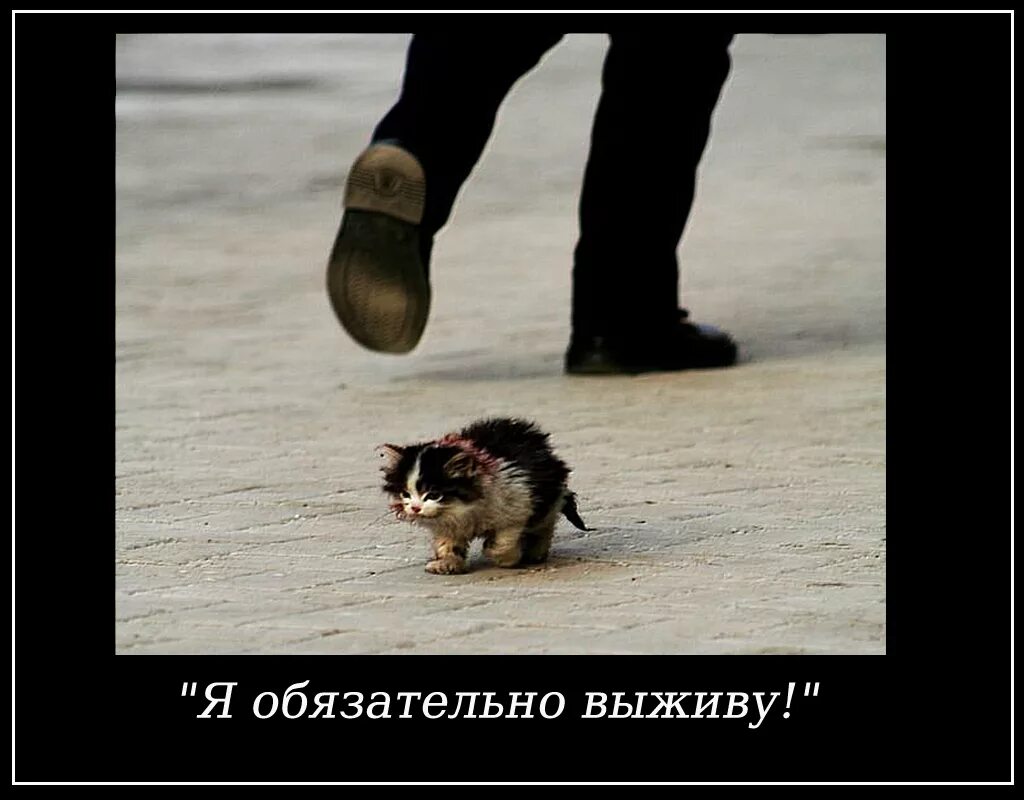 Смочь жалко. Я обязательно выживу котенок. Милосердие к животным. Z J,zpfnkmyj DS;BDE.