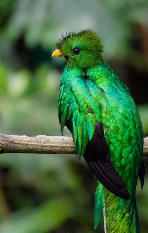 Черно зеленая птичка. Зеленый Квезаль. Квезаль птица. Птичка зеленая Квезаль. Зеленые животные.