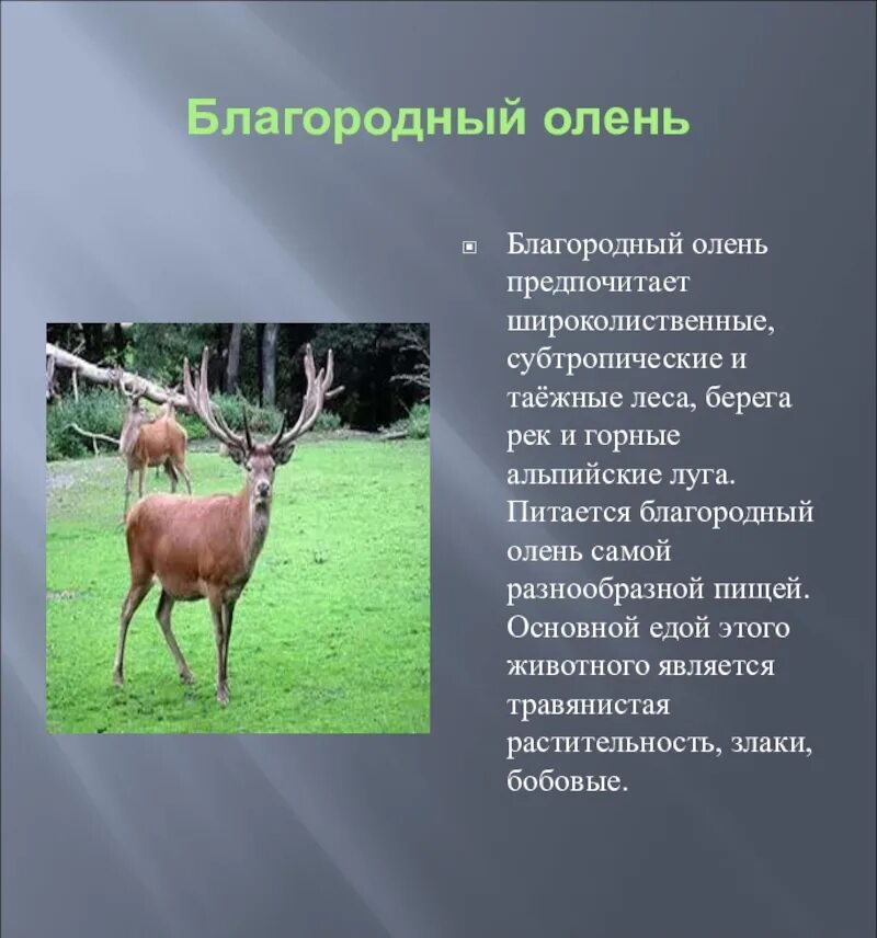 Описание оленя. Благородный олень природная зона. Благородные олени в смешанных лесах. Благородный олень красная книга.