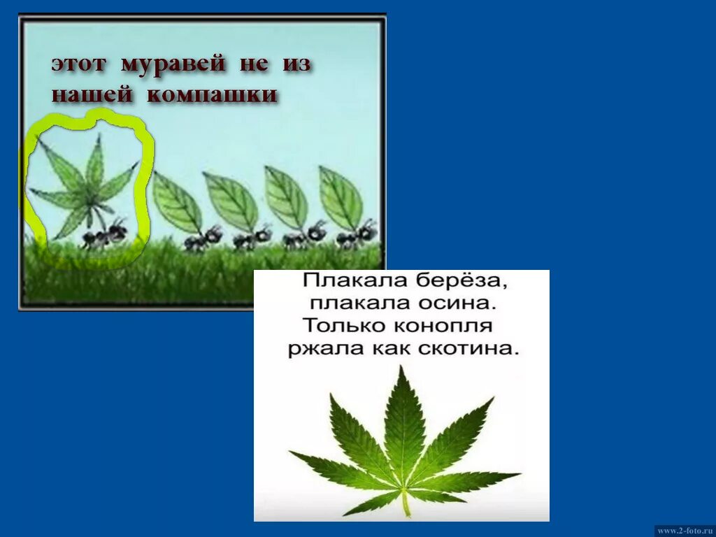 плакала береза. плакала береза минус. анекдот про корни. плакала берёза плакала осина. плакала берёза хохотал крыжовник.