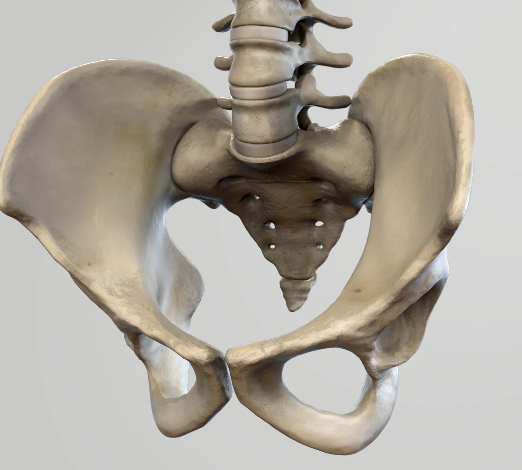 Подвздошная кость на скелете. Подвздошная кость 3д. Тазовая кость 3 кости. Тазовая кость скелет.