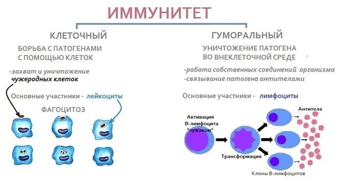 Механизм уничтожения клеточного иммунитета. Клеточный и гуморальный иммунитет. Виды иммунитета клеточный. Работа клеточного иммунитета. Собственные иммунные клетки