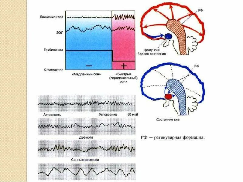 Физиология сна. Фазы сна (ЭЭГ). Теории механизмов сна. Сон это физиологический процесс. Физиологические механизмы сновидений физиология. Фазы сна физиология электроэнцефалограмма.