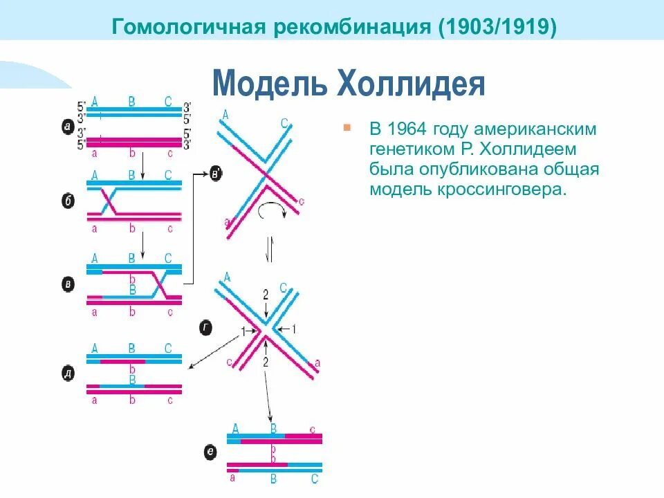 Фазы митоза и мейоза таблица 2n2c. Деление клетки митоз и мейоз таблица. Уменьшение числа хромосом в мейозе. Мейоз 2 фазы и процессы. Уменьшение числа хромосом в мейозе.