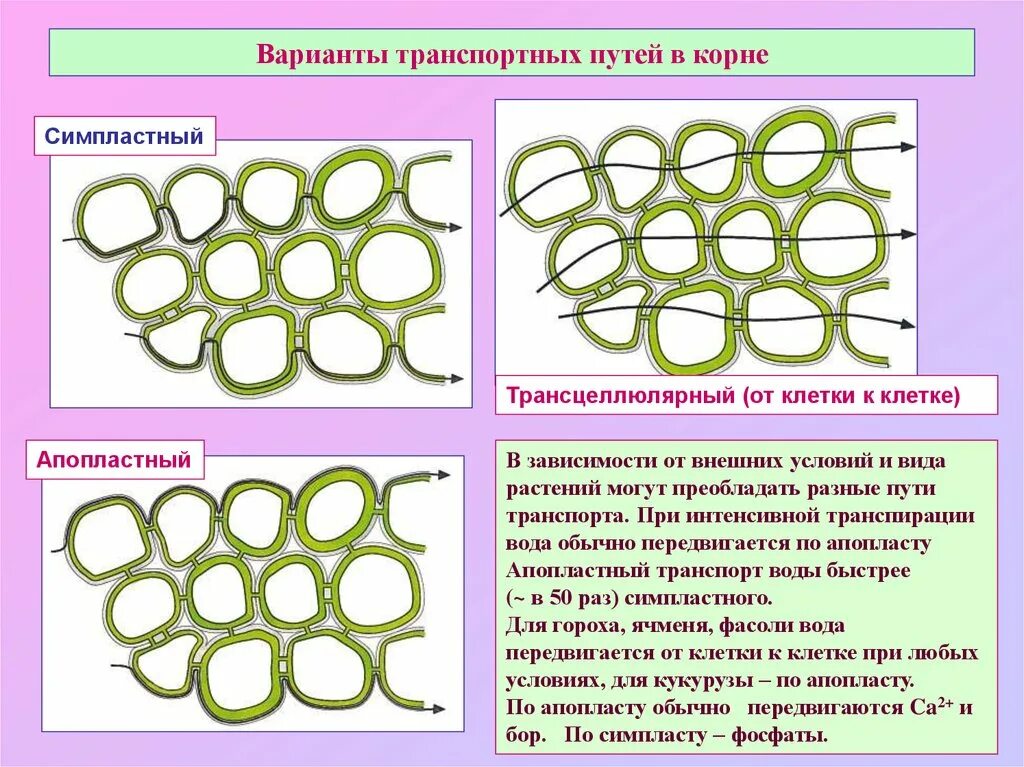 Передвижение воды в корне. Апопластный и симпластный транспорт. Апопласт это у растений. Симпластный Апопластный вакуолярный пути транспорта веществ. Транспорт воды по апопласту.