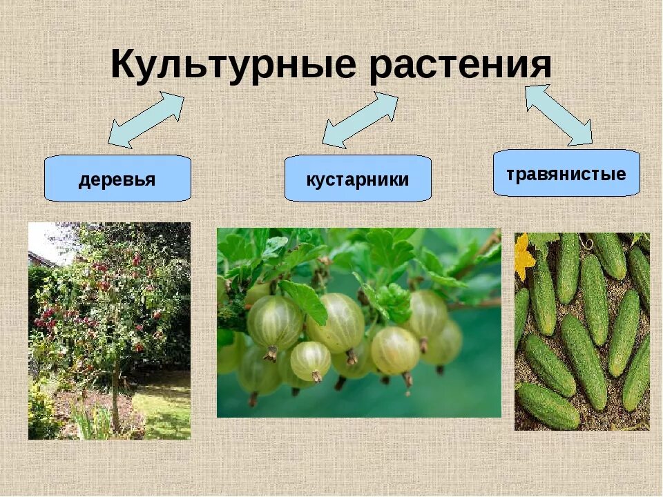 Выберите из списка культурные растения. Культурные растения. Культурные культурные растения. Культурные деревья. Культурные кустарники.