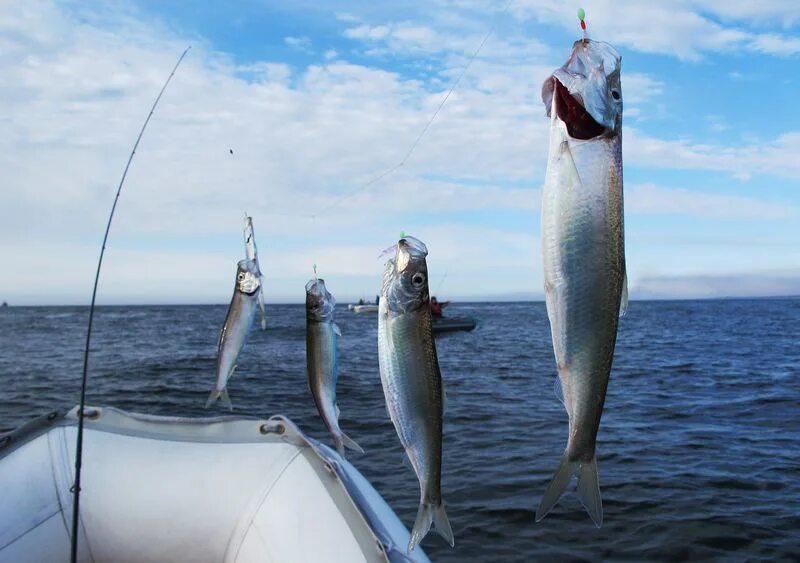 Ловля салаки. Морская рыбалка ставрида. Рыбалка на черном море ставридка. Морская рыбалка ставрида самодур. Ловля ставриды.