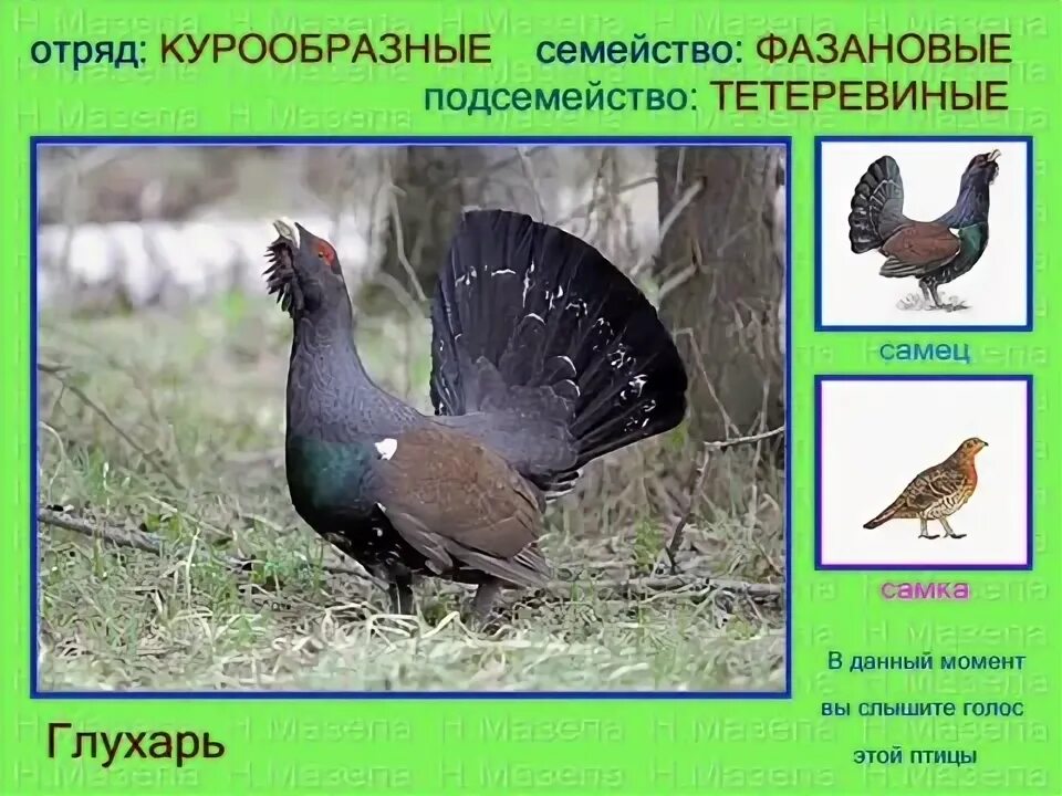 какие звуки издает глухарь. пение тетерева. птицы в смешанных лесах. глухарь почему так называется птица. птица глухарь загадка.