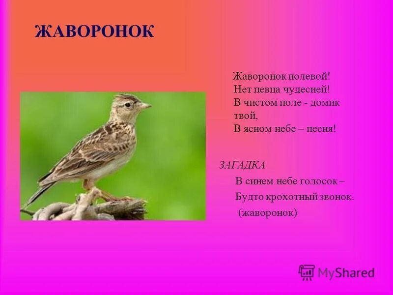 Песня лесной жаворонок