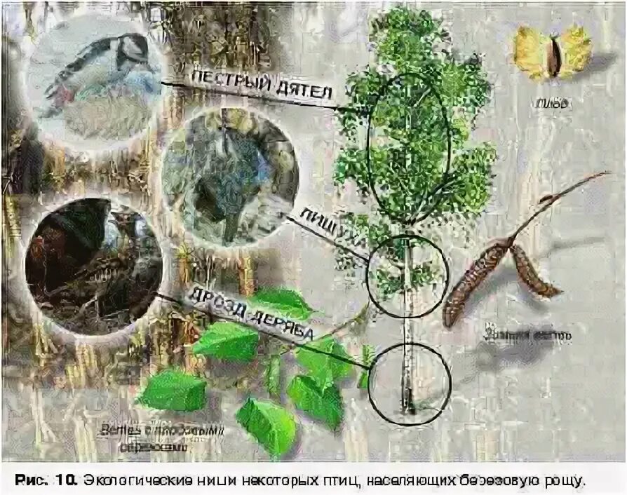 Экосистема березы. Строение биогеоценоза березовой рощи. экосистема березовой рощи. структура экосистемы березовой рощи. экологическая связь березовой рощи.