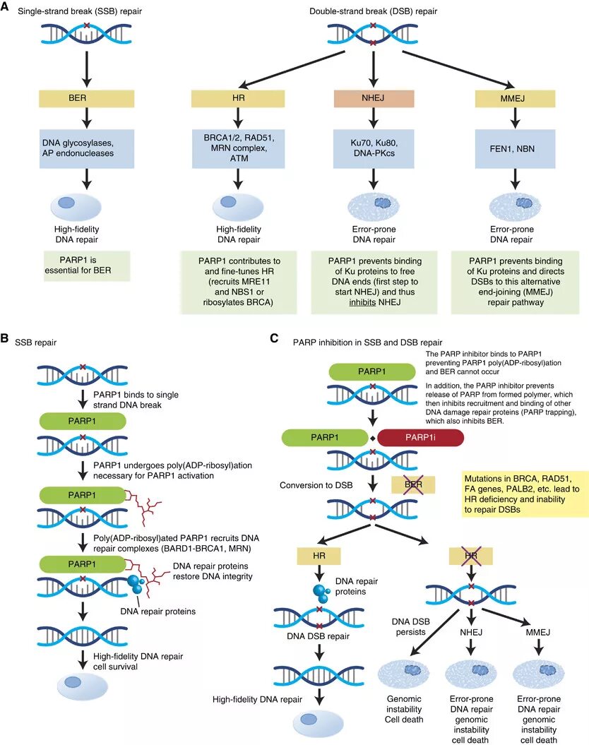 Парп 1. Схема BRCA PARP. Parp1 parp2. Схема BRCA, Bard, rad51, PARP. PARP DNA.