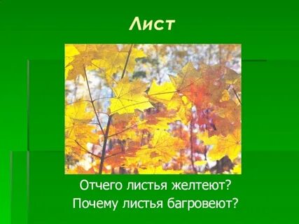 Проект про листья