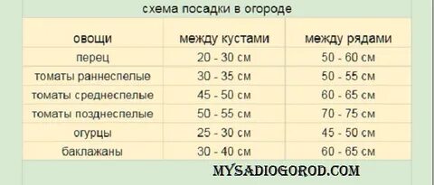 Расстояние между баклажанами при посадке